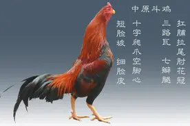 鸡也可以威武霸气！这四种斗鸡可以斗过狮子！图片