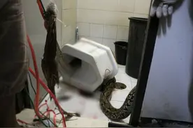 泰国厕所藏巨蟒!图片