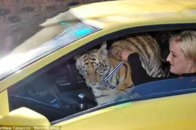 南非夫妇家中养340斤孟加拉虎常被抓破流血图片