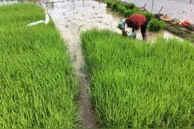 你也是“才高八斗，五谷不分”么？图片