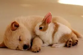 狗狗呕吐，吐黄水了是怎么回事呢？图片