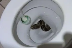 盘点马桶里最有可能出现的十大生物  做好预防最关键！图片