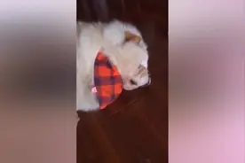 狗狗生气了，看看主人是怎么哄得，撒娇都用上了