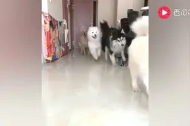 家里凑齐了雪橇三傻是一种怎样的体验，真是悲欢交集