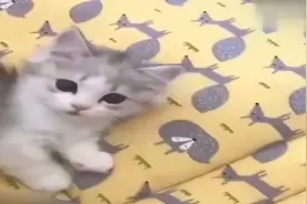 当小猫咪听到拆零食袋子的声音时，看它那渴望与期待的小眼神哦!