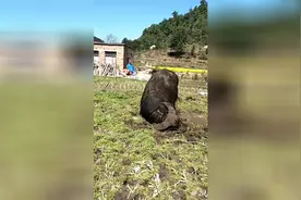 牛为什么一见面就打架知道原因吗 是因为牛角痒 所以一闲就坐不住