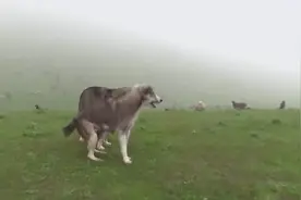 哈萨克斯坦牧羊人养的中亚牧羊犬，每一只都品相极佳视频封面
