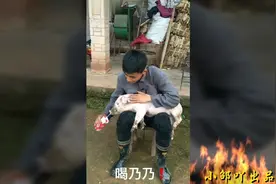 乐于助人，帅哥与猪的故事爆笑来袭，看一遍笑一天！视频封面