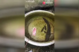 45块钱一斤的牛肉喂黑鱼，大哥你这样很奢侈啊！视频封面
