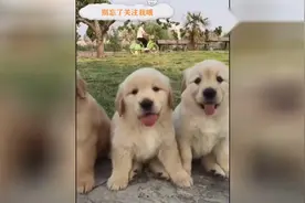金毛妈妈一次生了六胞胎，这就兄弟长得太像了！视频封面