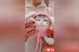 猫咪跳最火的海草舞，这节奏感也是没谁了，我承认比我跳的好多了