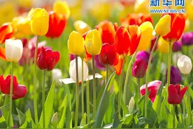 不用去荷兰，这十大郁金香花海足够震撼！图片