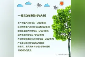 关于一棵树，你不知道的64个数字图片