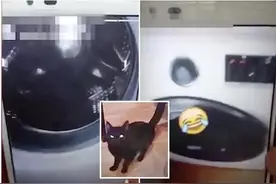 女子指责公猫试图令其宠物猫怀孕 用洗衣机绞杀公猫引众怒图片