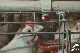 他自筹资金3600万，建起了可复制新型高科技养鸡场图片