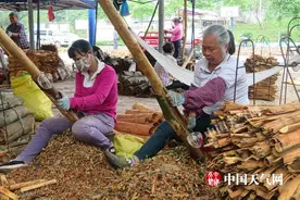 今年东兴玉桂皮迎丰收图片