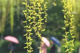 抓紧明天出去玩吧 今天比较冷 后天又要下雨图片