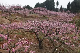车出成都翻过龙泉山 竟然是13万亩桃花海图片