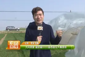 大风突袭 蔺店镇6000亩西甜瓜大棚受损图片