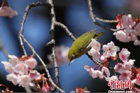 日本樱花季：各地方政府出招引中国游客图片