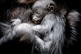 [1]（外代二线）红脸蜘蛛猴幼崽图片