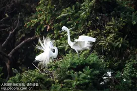 下雨天为何睡得香？“类白噪音”是幕后“推手”图片