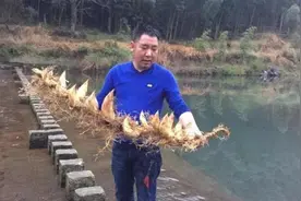 惊呆了！永嘉挖出22笋连根的“大笋王”图片