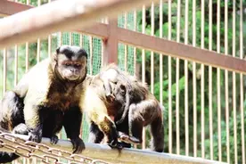 六盘水市动物园近期迎来多种小动物出生图片