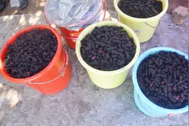 桑葚产地才5元一斤，超市和水果店要40元一斤，是不是太黑了?视频封面