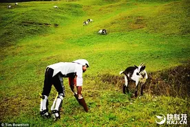 英国人决定成为一只羊 四肢爬行还吃草图片