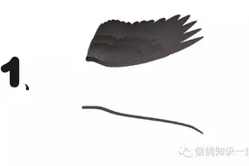 常见的六种信鸽翅膀，你来说说图中什么样的翅膀适合什么样的天气呢？图片