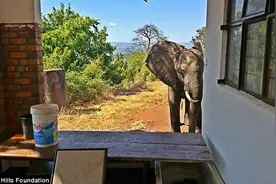 大象受伤酒店求助被医 经理及时发现不对劲联系了兽医图片