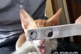 喵星人被玩坏了！“坑猫蒙太奇”日本爆红图片