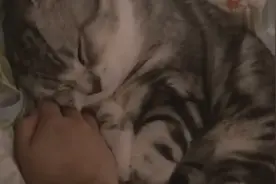 起司小猫咪靠着主人的手睡觉，手拿开就醒