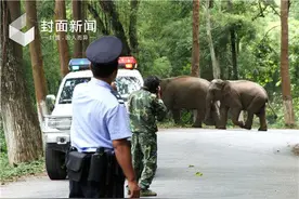 云南杀人野象神出鬼没 揭秘大象之间“母子情愫”图片