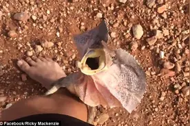 澳大利亚一只伞蜥误将摄影师当大树猛爬图片