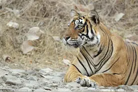 老虎捕鹿高清全程：背后偷袭一口毙命图片