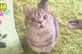 分享三种正经小猫咪叫法！别再“喵喵喵”了！没猫理你的！