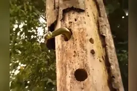 啄木鸟正在给树捉虫，突然树洞里面钻出条毒蛇！视频封面