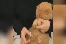 猫咪听到开零食的声音，瞬间傲娇了