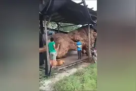 曾经上亿售价的木雕狮子，现在被土豪遗弃！