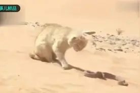 猫咪沙漠大战剧毒膨蝰，毒蛇：不打了不打了，身子都让你打烂了！视频封面