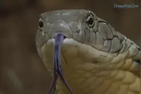 过山峰真的不好惹，太凶猛了，真似一个变态杀手！视频封面