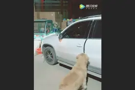 金毛见到主人回家，瞬间激动成这样，忍不住快流泪了！