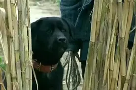 几人用烤萝卜抹猪油把咬人黑狗的牙烫掉，烤狗肉吃了视频封面