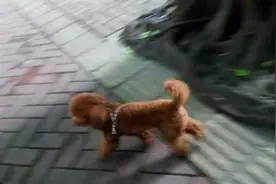 主人带狗狗外出游玩散步，走三步回头看一下主人，生怕弄丢主人图片