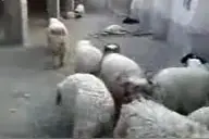 羊群惨遭狼群屠杀，损失惨重，落单的野狼被牧羊犬猎杀！图片