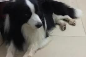 狗狗洗完爪子没想到还是好脏，被主人调侃，狗狗的小眼神太出戏了图片