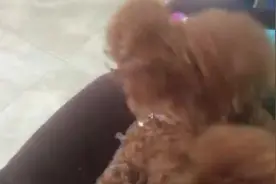 伴着音乐，泰迪在沙发上跳起舞来，哈哈图片