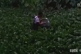 池塘里下了十几个黄鳝笼，共收获5-6斤黄鳝图片